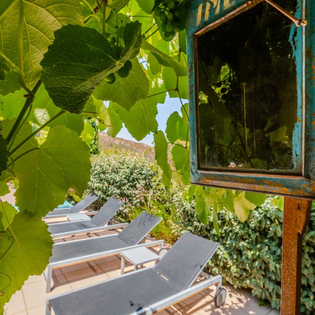 A serene outdoor space with loungers underneath lush grapevines and foliage, featuring a vintage sign nearby.