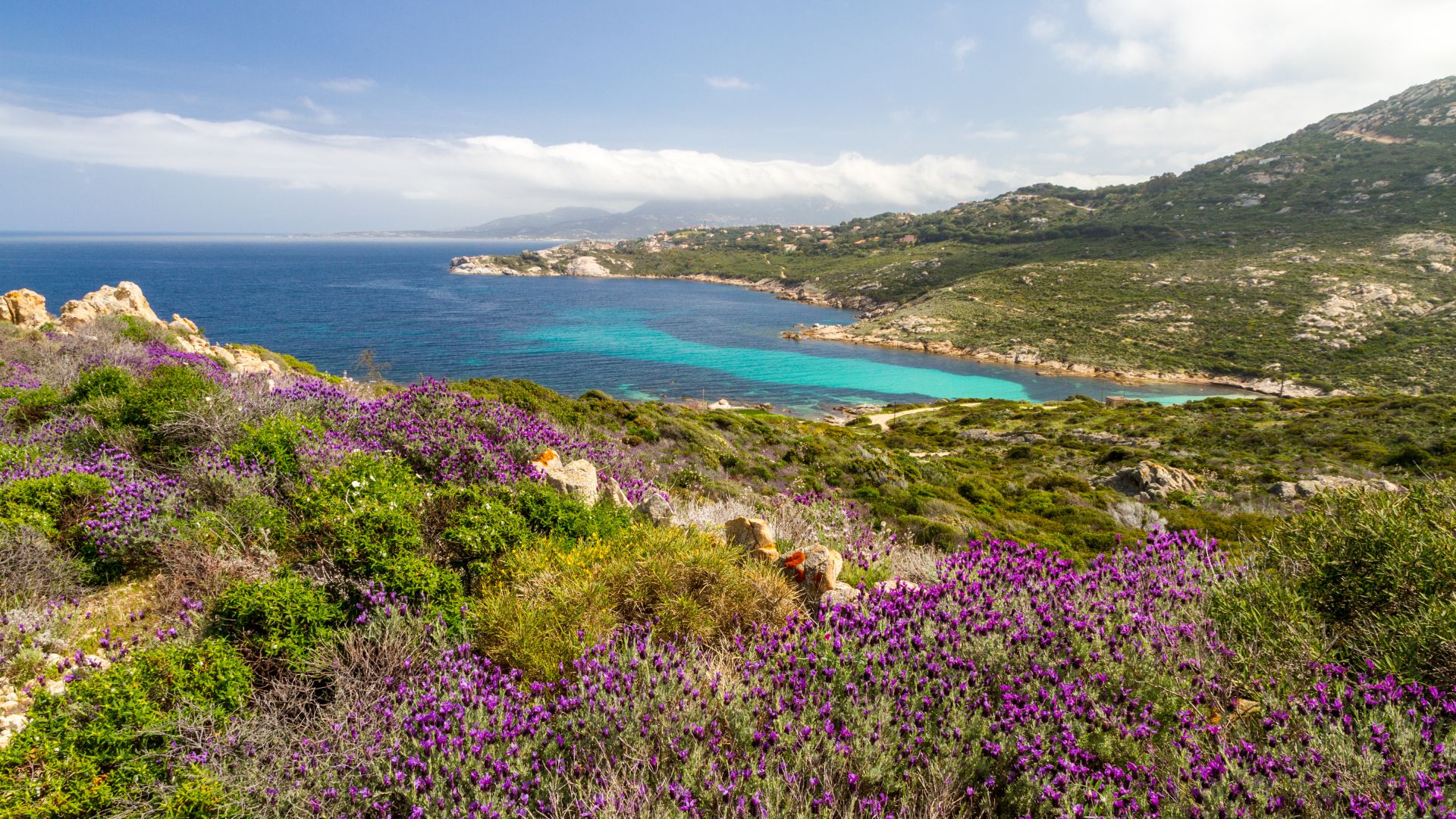 Fleurs violettes dans le maquis à La Revellata en Corse