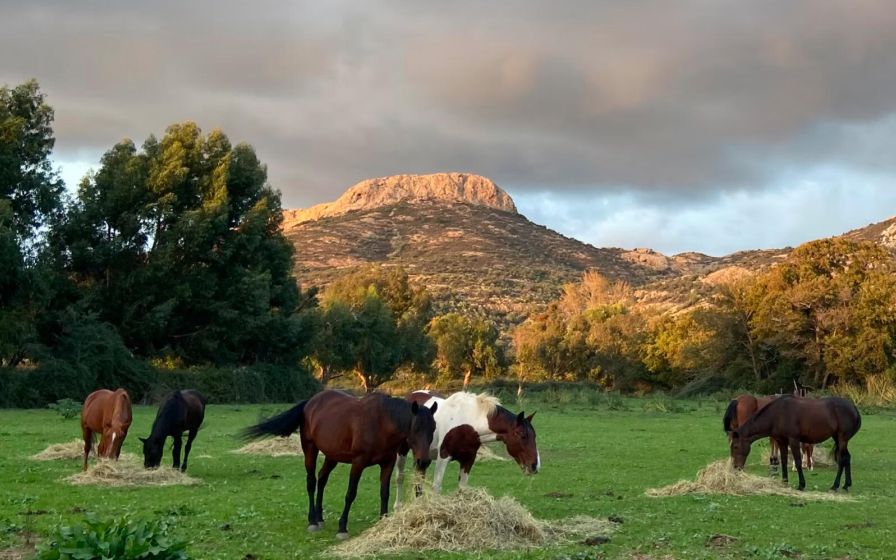 I cavalli della fattoria equestre Abro Valley mangiano della paglia in un prato.